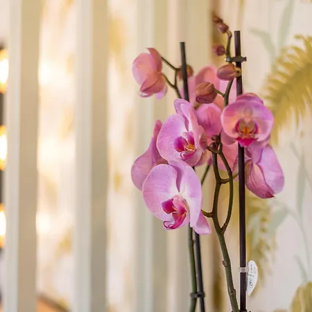 Urban Luxe Torremoilinos